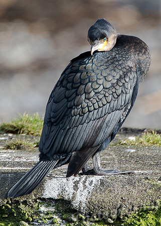 Cormorant at Thurso Harbour