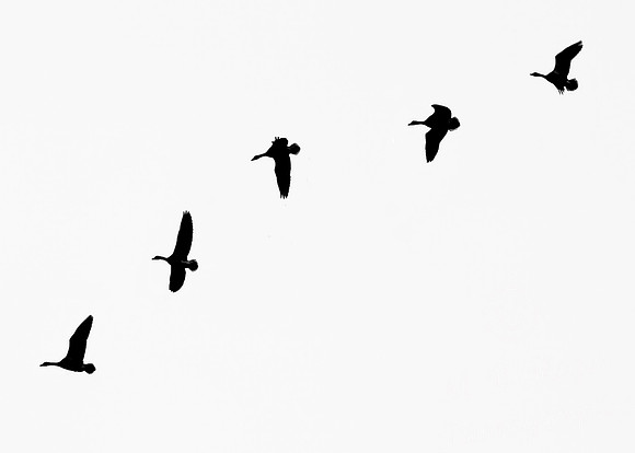Geese in flight