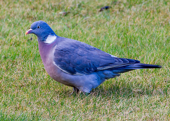 Woodpidgeon