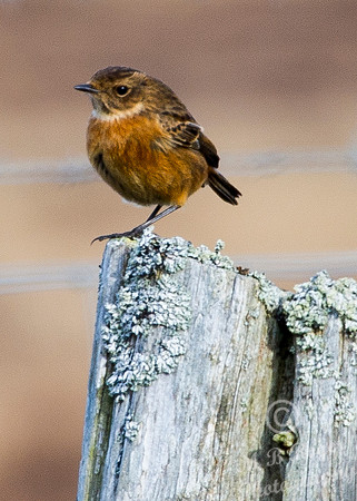 Female Stonechat - winter plumage