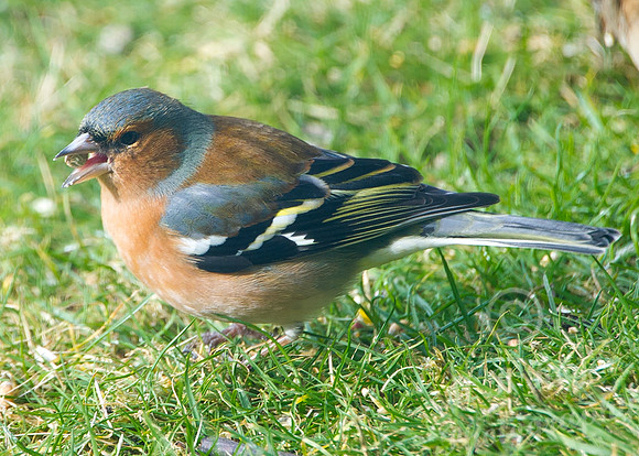 Chaffinch