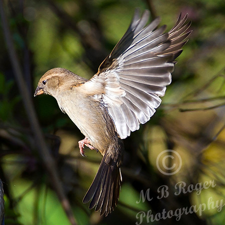 Sparrow in flight