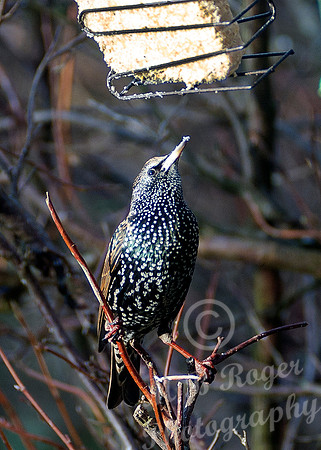 Starling in our back garden