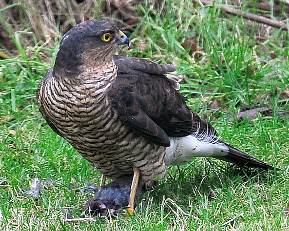 Sparrow Hawk in our back garden