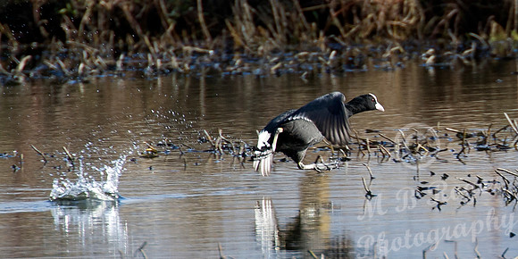 Coot running for take off