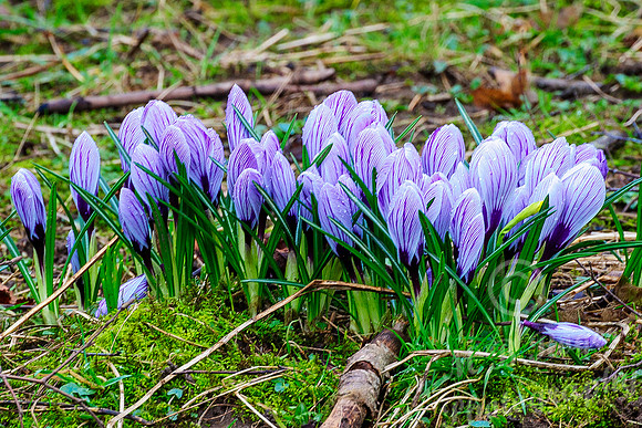 Crocus' beside Thurso River - (up the Mall)
