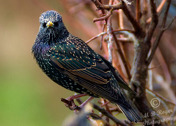 Starling in our back garden
