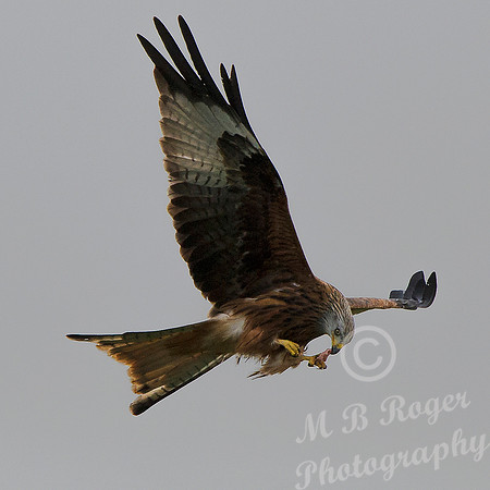 Tullie RSPB Site - Red Kite 23/10/2014