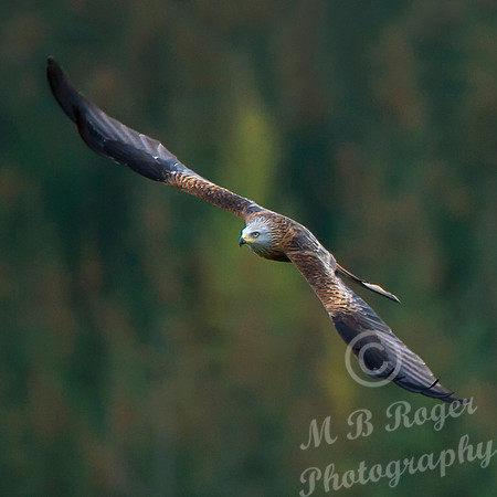 Tullie RSPB Site - Red Kite 23/10/2014