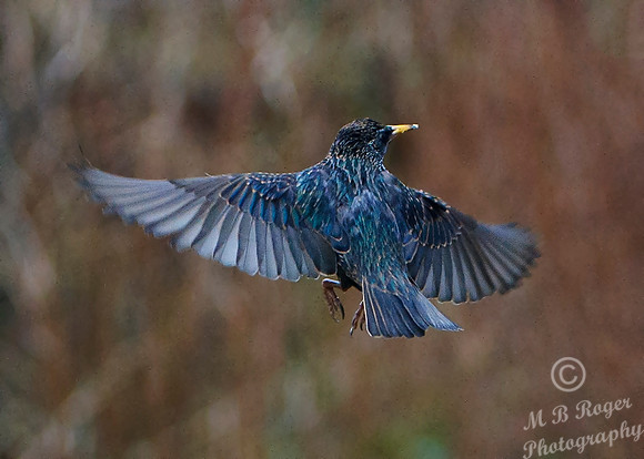 Hovering Starling