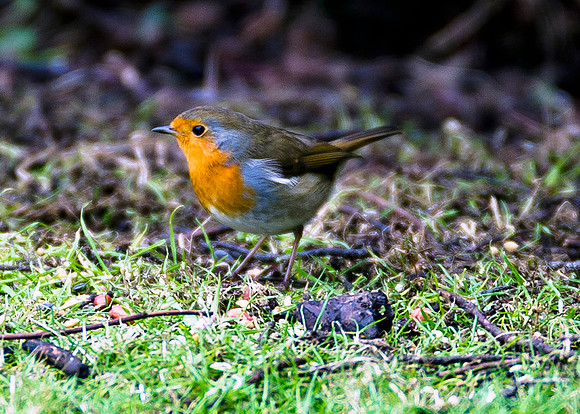 Robin