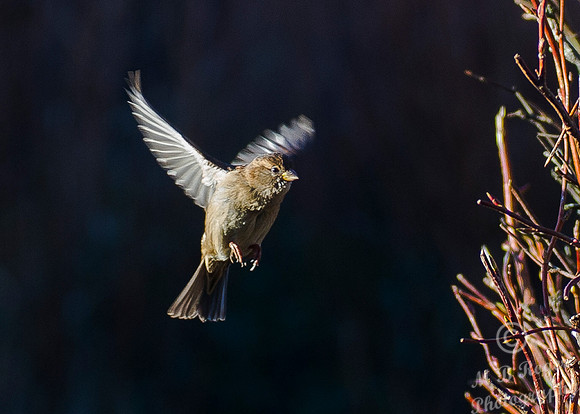 hovering sparrow