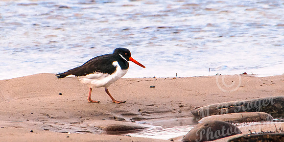 Oyster Catcher
