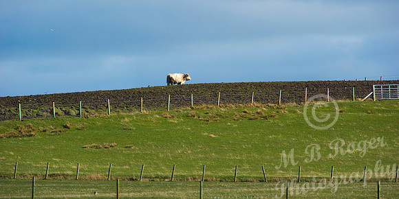 Cow in field at Brough