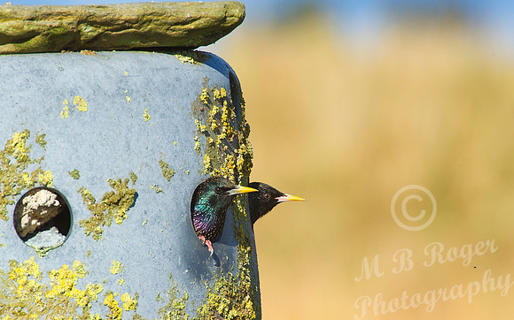 starlings in nesting box at St Johns Loch