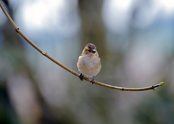 Sparrow on branch