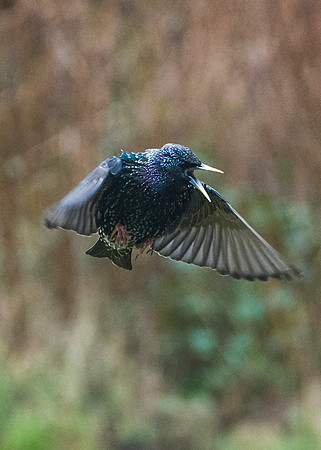 Angry Starling in flight