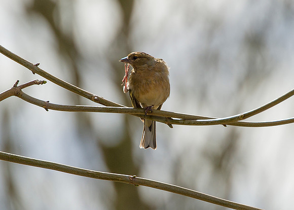 sparrow having a scratch