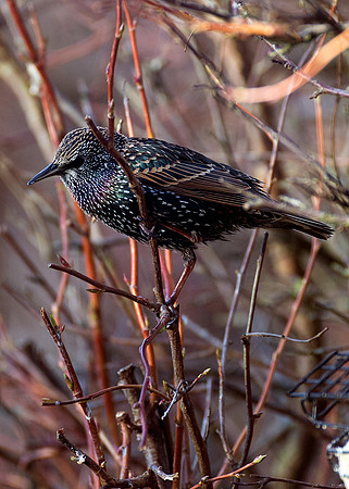 Starling in our back garden