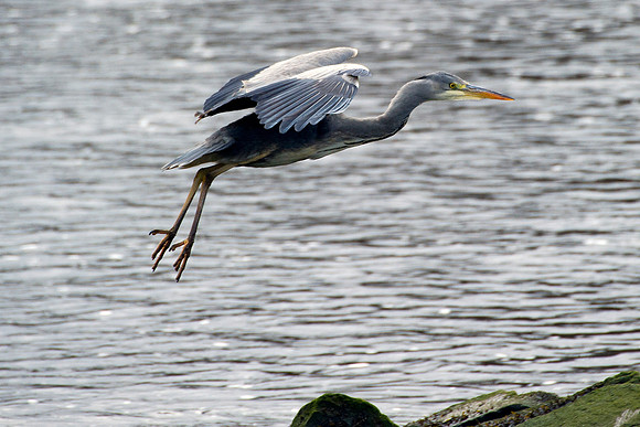 Grey Heron in flight