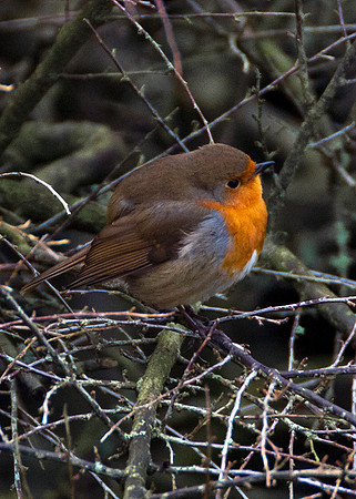 Robin at Scotscalder