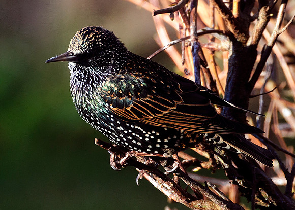 Starling in our back garden