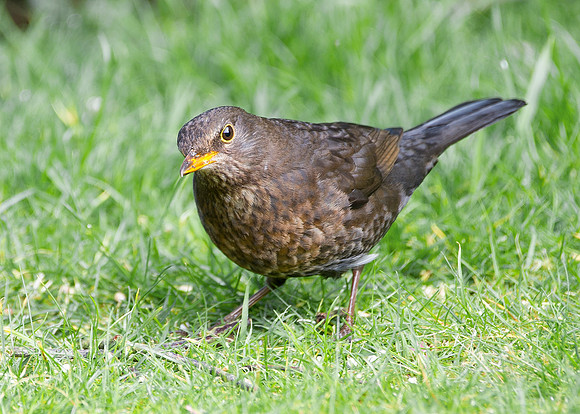 hen blackbird