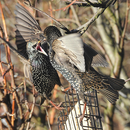 fighting starlings
