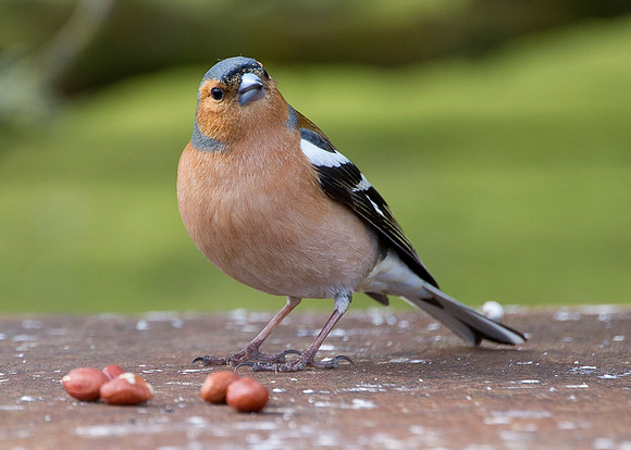 Chaffinch