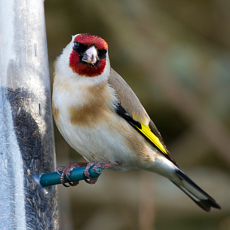 Goldfinch on feeder