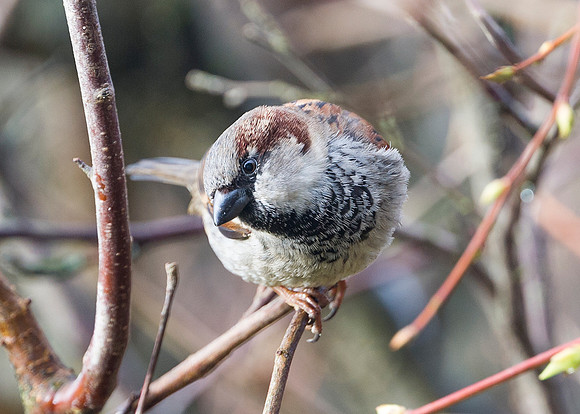 Sparrow