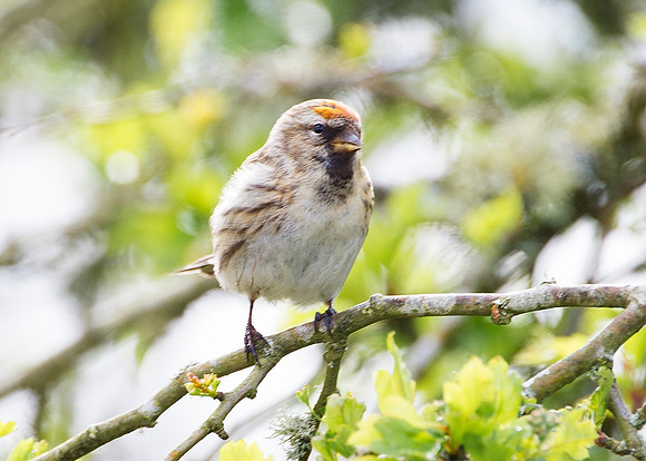 redpoll (female)