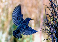 Wildlife and Birds