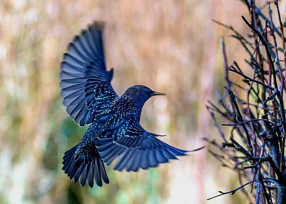 starling in flight