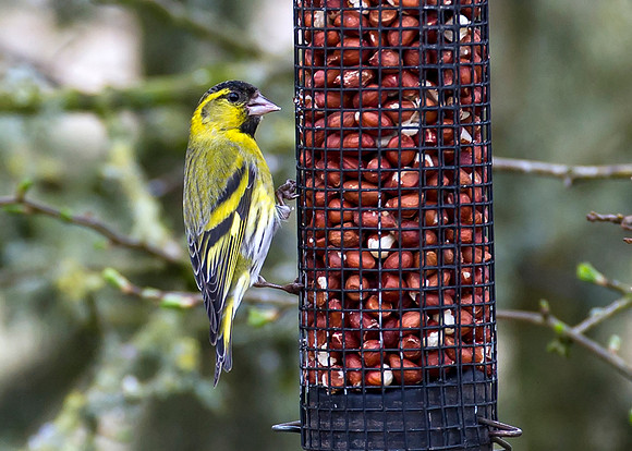 Siskin