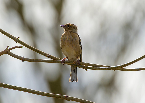 Sparrow on branch
