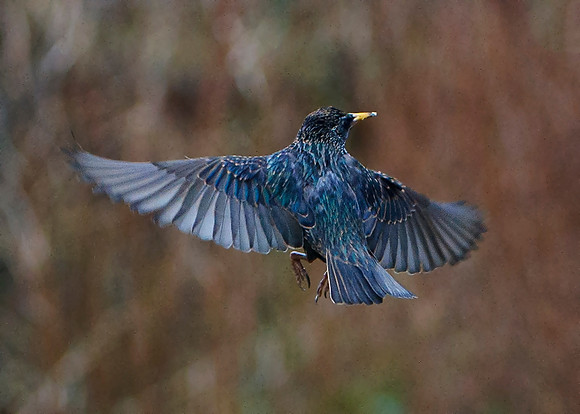 Hovering Starling
