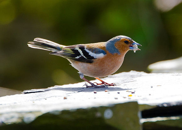Chaffinch feeding on peanuts