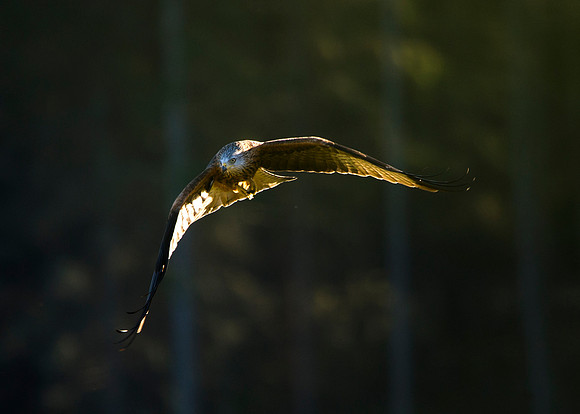 Red Kite in flight at Tollie - RSPB
