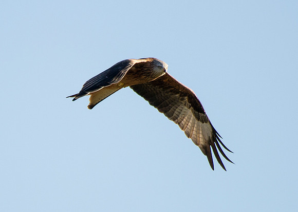 Red Kite in flight at Tollie - RSPB