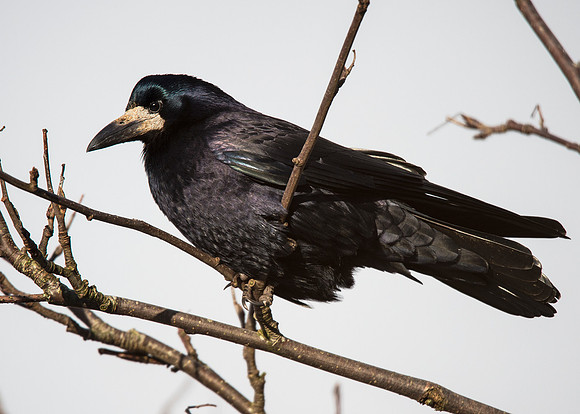 Rook