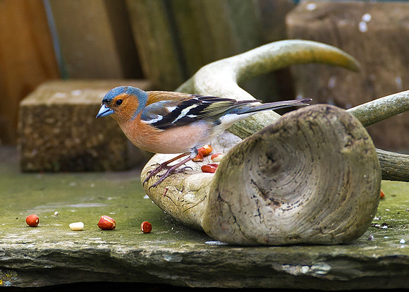 Chaffinch
