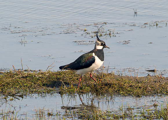 Lapwing at St John's Loch