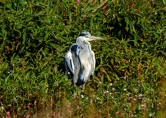 Heron at St Johns Loch - Caithness