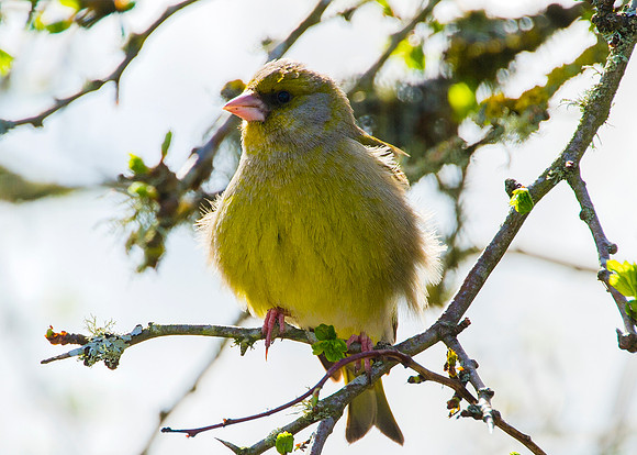 Greenfinch
