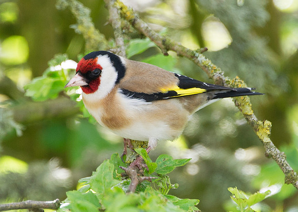 Goldfinch