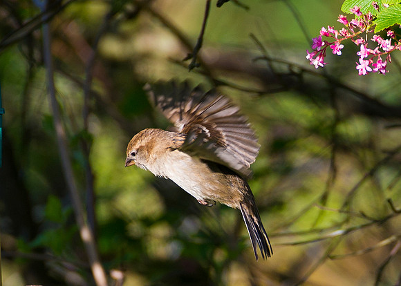 Sparrow in flight