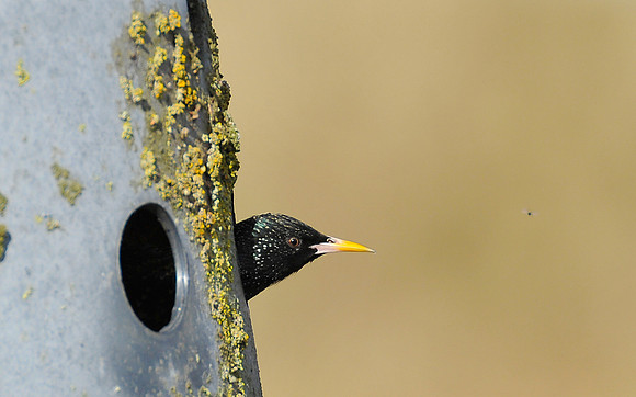 starling in nesting box at St Johns Loch