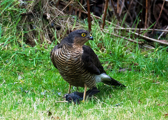 Sparrow Hawk in our back garden