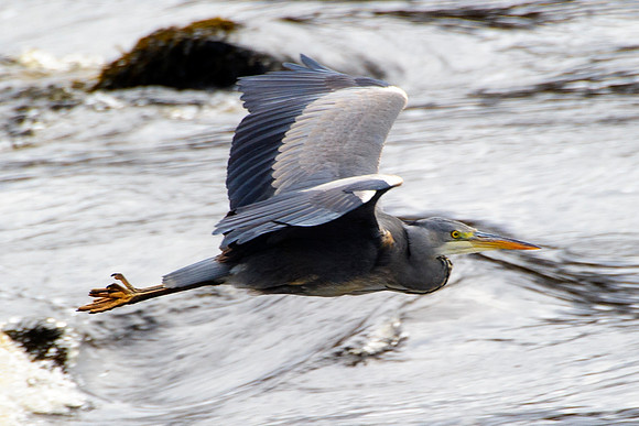 Grey Heron in flight